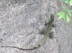 Physignathus cocincinus