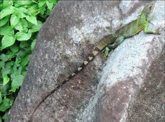 Physignathus cocincinus