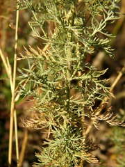 Artemisia pontica
