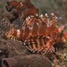 Dwarf Lionfish - Photo (c) John Sear, some rights reserved (CC BY-NC), uploaded by John Sear