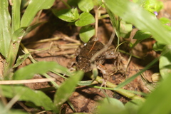 Minervarya syhadrensis