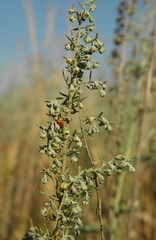Artemisia pontica
