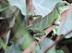 Physignathus cocincinus