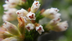 Erica caffrorum
