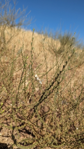 iNaturalist observation photo of Devastating Grasshopper