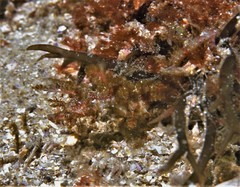 Idiotropiscis lumnitzeri