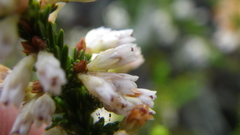 Erica caffrorum