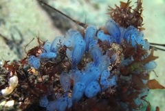 Clavelina moluccensis