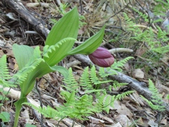 Cypripedium macranthos