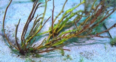Gracilaria