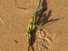 Posidonia australis