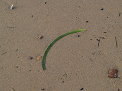 Posidonia australis