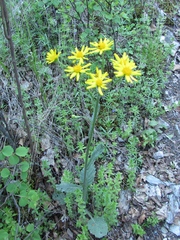 Tephroseris integrifolia