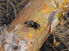 Laphria gibbosa