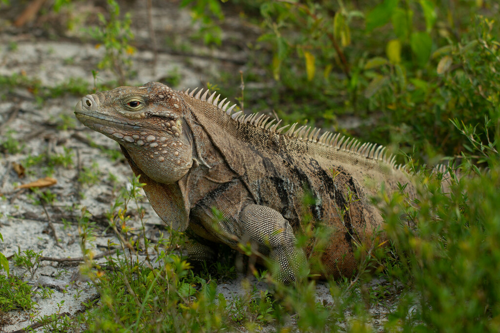 Lesser Caymans Iguana in July 2023 by jgerbracht · iNaturalist