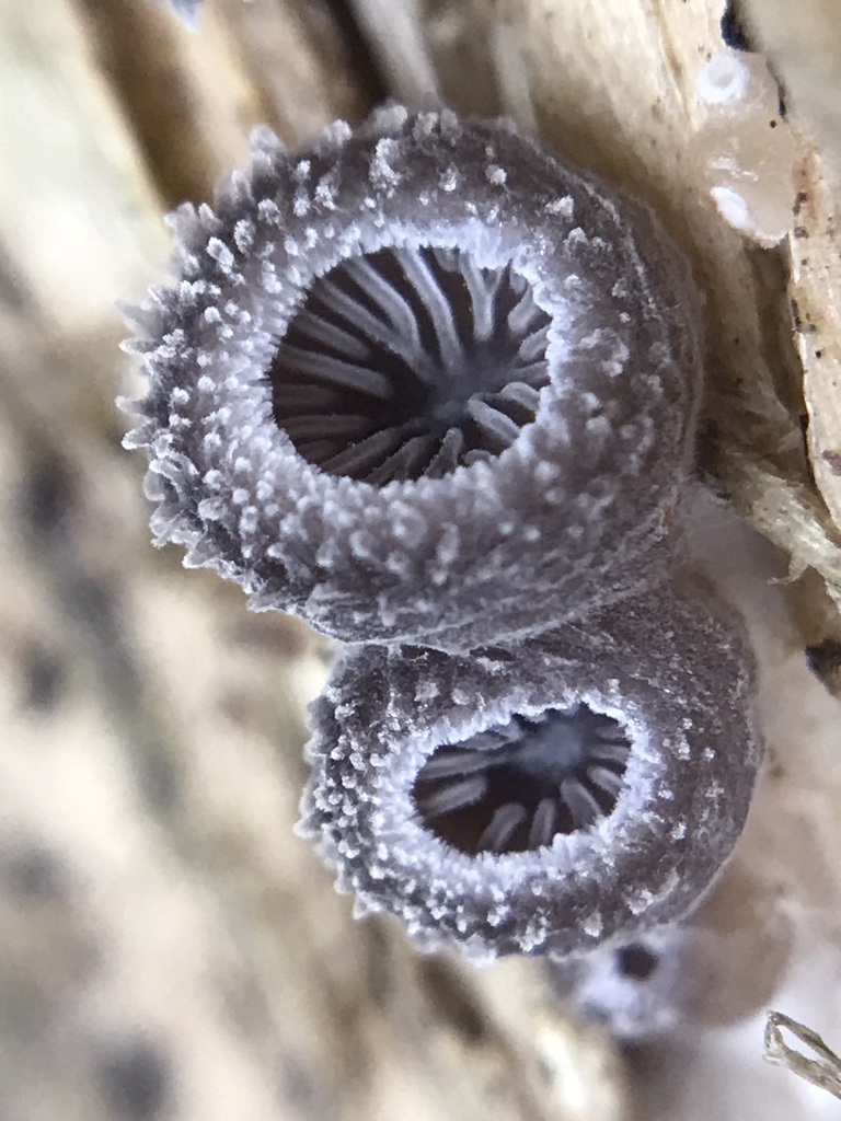 Hohenbuehelia mastrucata · July 2023 · photo: © tutitah (iNaturalist, cc0)