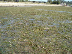 Posidonia australis