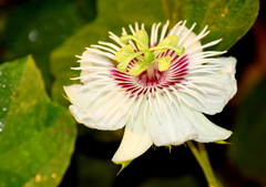 Passiflora foetida