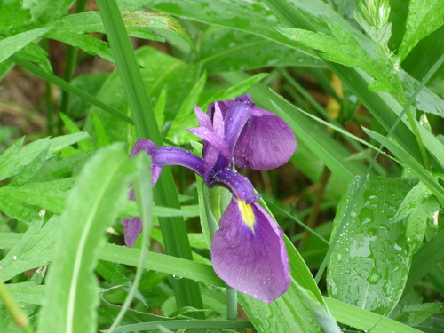 Image of Iris ensata by (c) Luke, some rights reserved (CC BY-SA)
