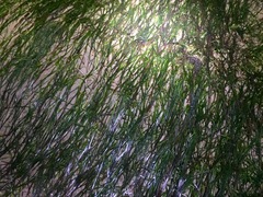 Halodule uninervis