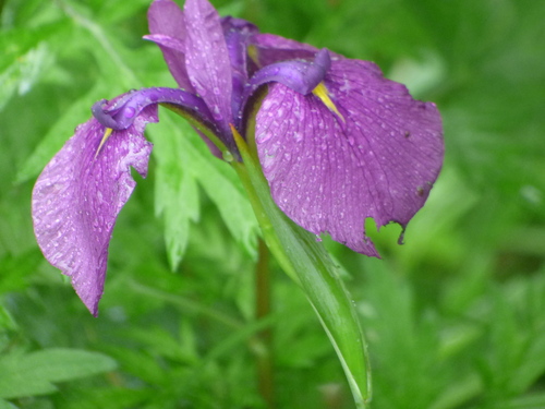 Image of Iris ensata by (c) Luke, some rights reserved (CC BY-SA)