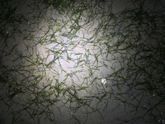 Halodule uninervis