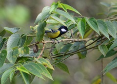 Parus monticolus