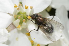 Eudasyphora cyanella