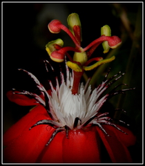 Passiflora coccinea