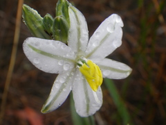 Chlorophytum cooperi
