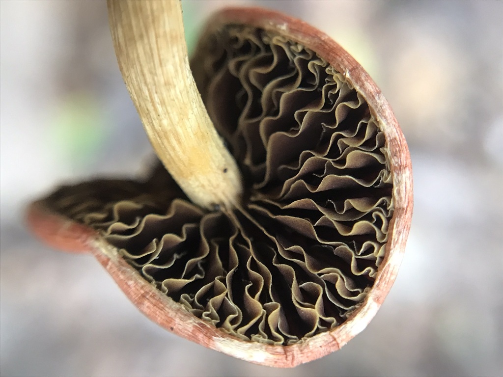 Leratiomyces ceres