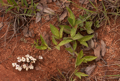 Pearsonia grandifolia image