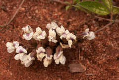 Pearsonia grandifolia subsp. latibracteolata image