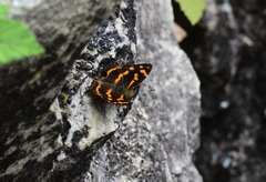 Symbrenthia lilaea formosanus
