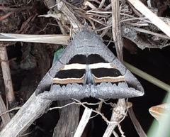 Grammodes geometrica