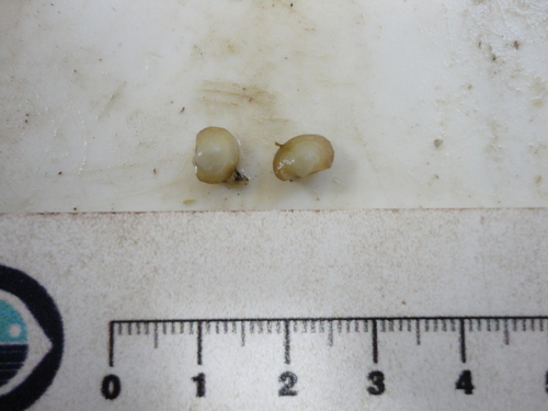 Representative image of Bathyarca