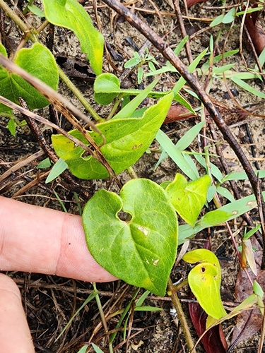 Image of Matelea pubiflora by (c) Scott Allen Davis, some rights reserved (CC BY)