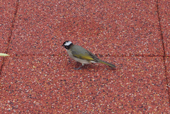 Pycnonotus sinensis sinensis