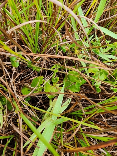 Image of Matelea pubiflora by (c) Scott Allen Davis, some rights reserved (CC BY)
