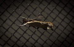 Chaliniastis astrapaea