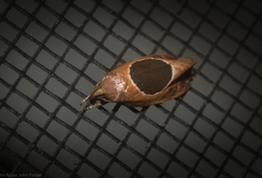 Hoplomorpha abalienella