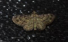 Chloroclystis mniochroa