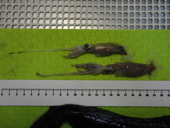 Gonatus fabricii