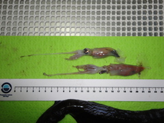 Gonatus fabricii