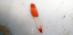 Clione limacina