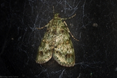Stericta chlorophoena