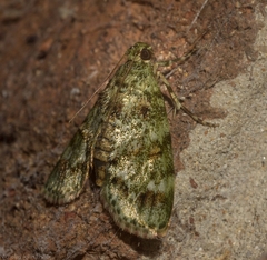 Stericta chlorophoena