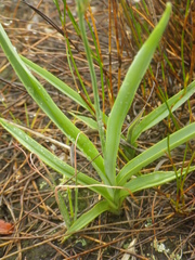 Chlorophytum cooperi