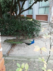 Pavo cristatus