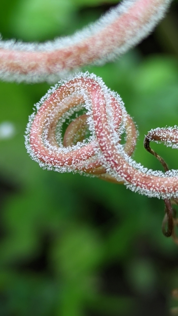 Plasmopara viticola